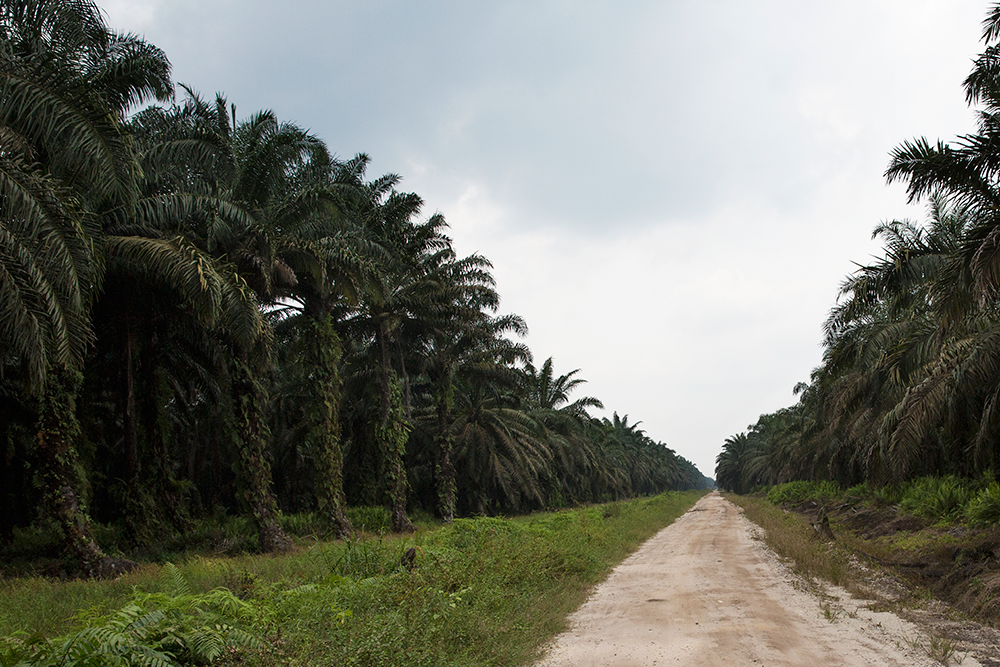Sustainable Palm Oil Plantations in Indonesia