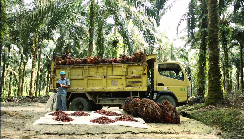 Palm Oil Harvesting Process