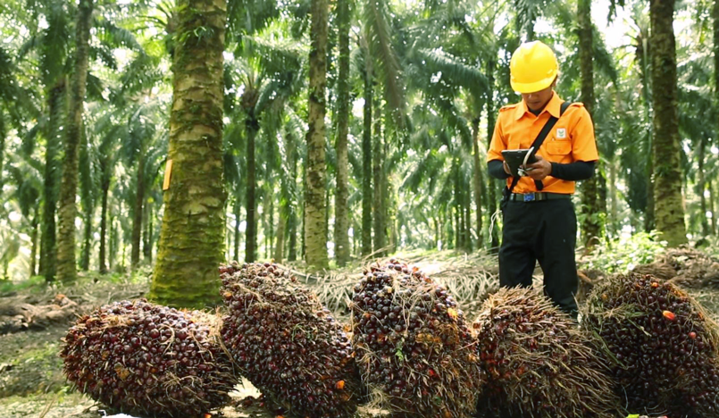Palm Oil Harvesting