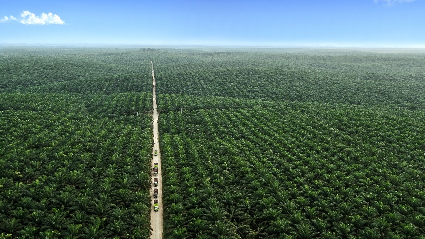 Areal perkebunan kelapa sawit Asian Agri