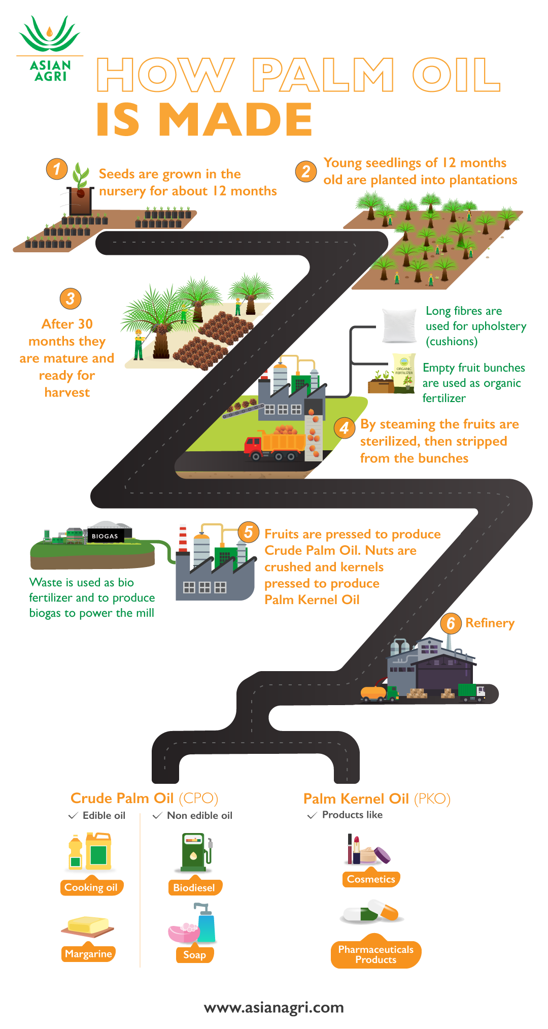 Infographic - How Palm Oil Is Made