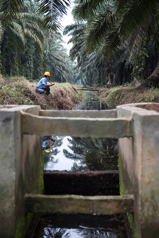 Peatlands and Climate Change