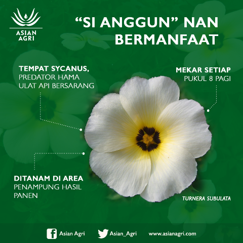 Turnera Subulata, Istana Bagi Pemangsa Hama Ulat Api