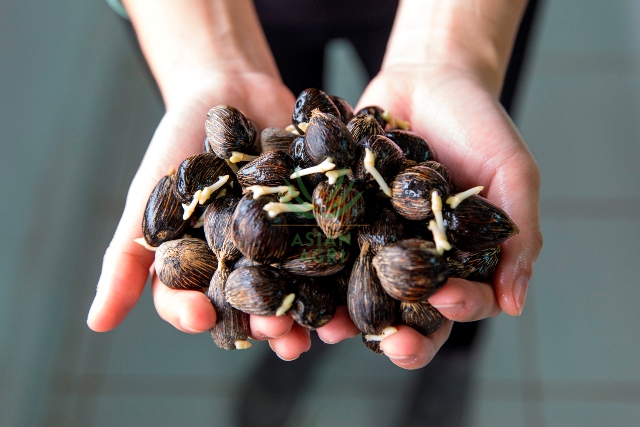 Fokus pada Intensifikasi Lahan, Asian Agri Dorong Optimalisasi Produksi Kelapa Sawit dengan Teknik yang Tepat