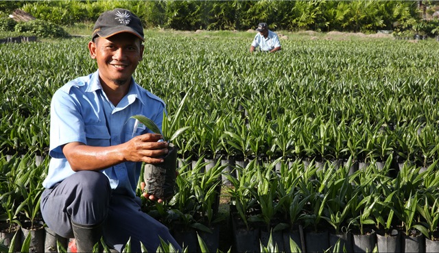 Keunggulan Kelapa Sawit