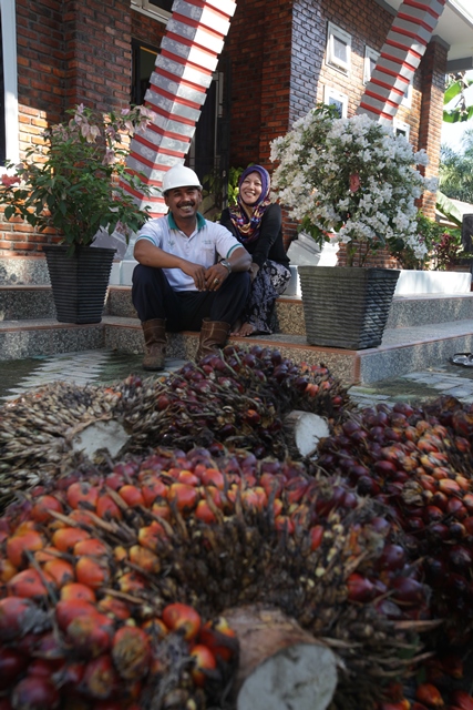 Langkah Asian Agri dalam Membantu Petani Kelapa Sawit Menghadapi Masa Peremajaan