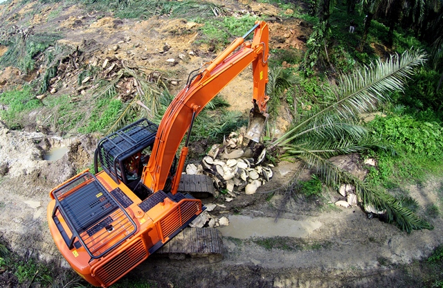 Asian Agri Aids Smallholders in Oil Palm Replanting