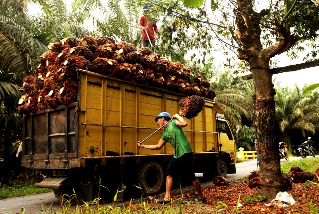 Fresh fruit bunch is loading to the truck