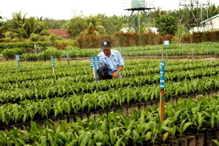 Asian Agri Supports National Oil Palm Replanting Program with High Quality Seeds