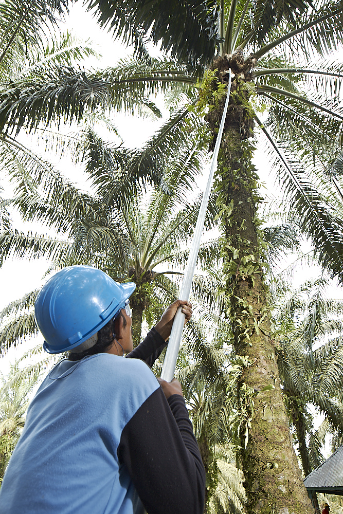 Pemanen tandan buah segar