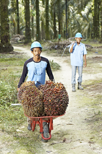 Fresh Fruit Bunches (FFB) – Palm Oil