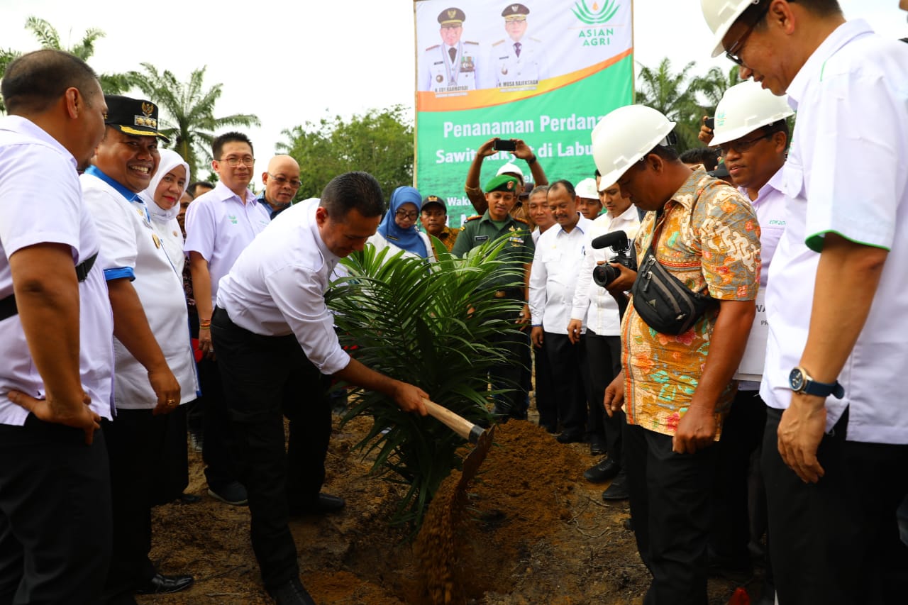 Asian Agri Partner Farmers in North Sumatra Replant Oil Palm Plantations