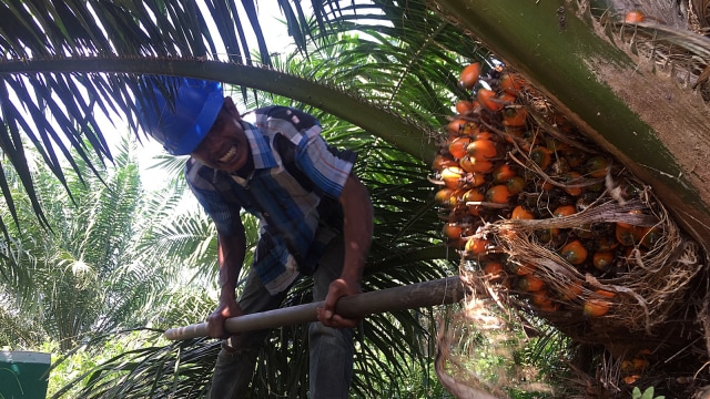 [KUMPARAN] ASIAN AGRI BANTU PETANI MITRA KEMBANGKAN BISNIS ALTERNATIF