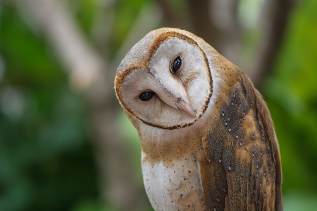 Tyto Alba: Sahabat yang Sigap Menjaga Sawit dalam Senyap