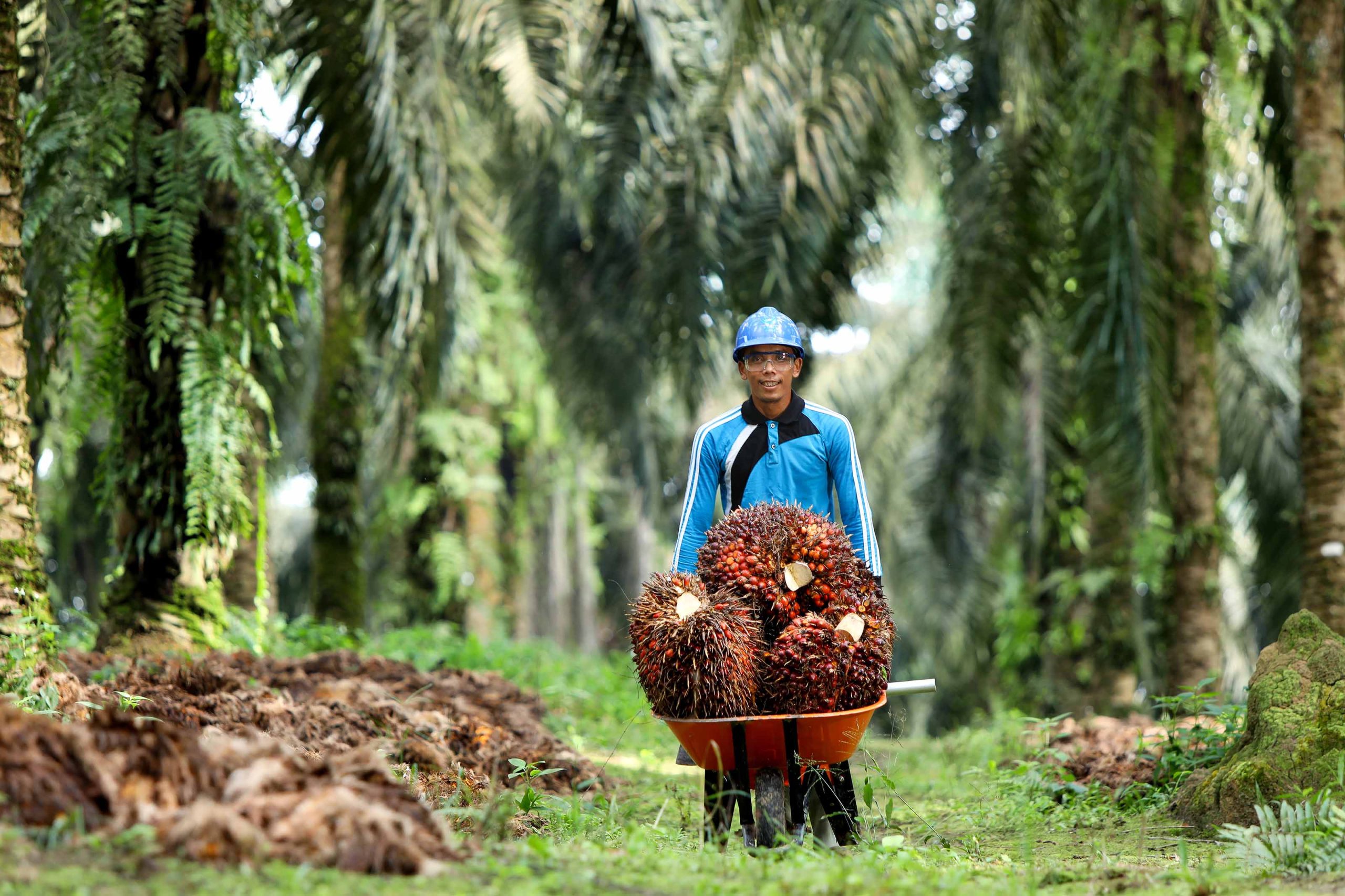 Asian Agri launches 2017-2018 Sustainability Report