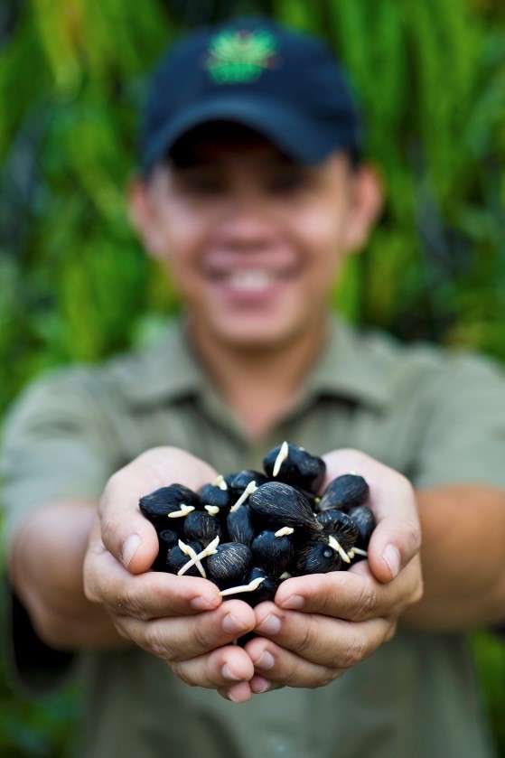 Bagaimana minyak kelapa sawit dibuat?