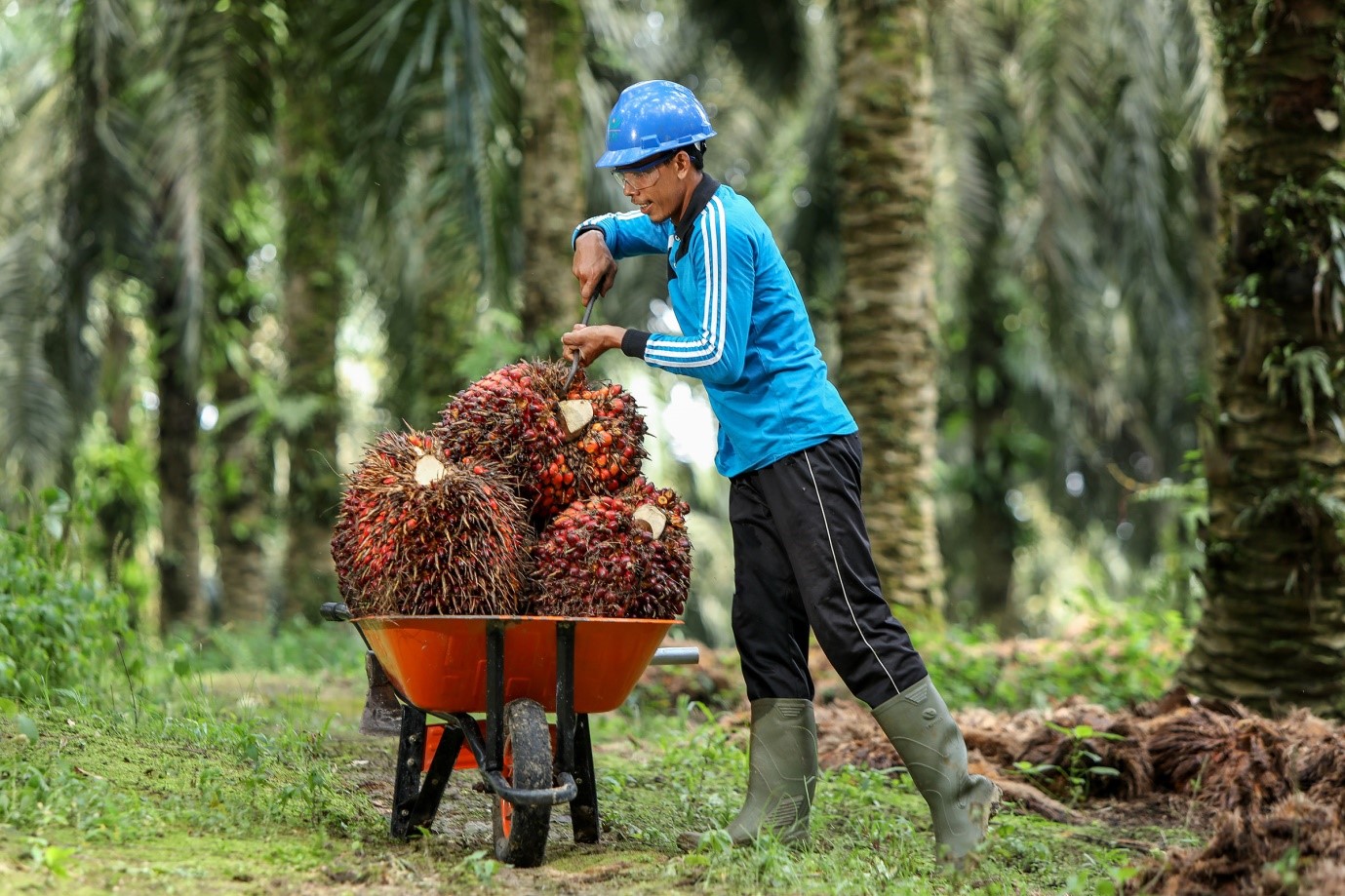 What are the effects of palm oil on soap? - Quora