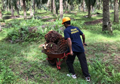 Kao, Apical and Asian Agri Launch ‘SMILE’ Program to Help Oil Palm Smallholders Improve Yields, Acquire Certifications, and Secure Premiums