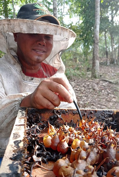 Cegah Karhutla di Tengah Pandemi, Masyarakat Desa Tambak Tingkatkan Imunitas dengan Madu Kelulut