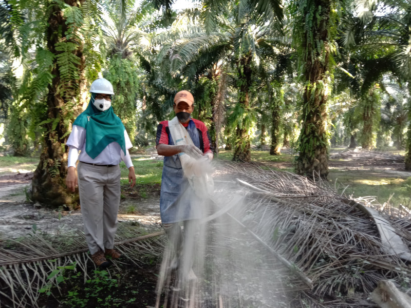 Eny Fitri Rambe salah satu pegawai wanita di perkebunan kelapa sawit Asian Agri 