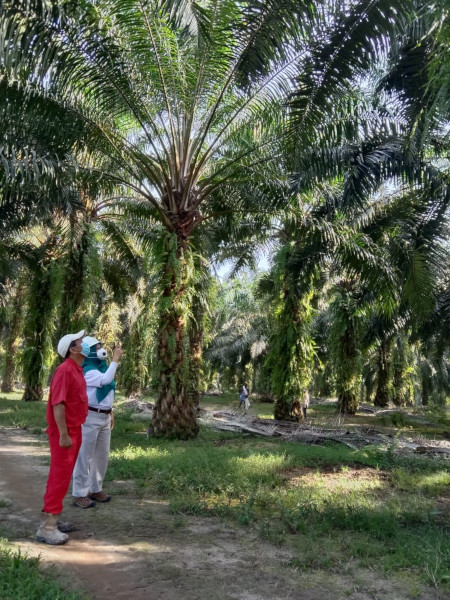 Eny Fitri Rambe agronom wanita di Asian Agri sedang memantau pohon kelapa sawit