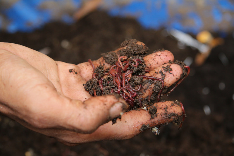 African Night Crawler Worms as an alternative income