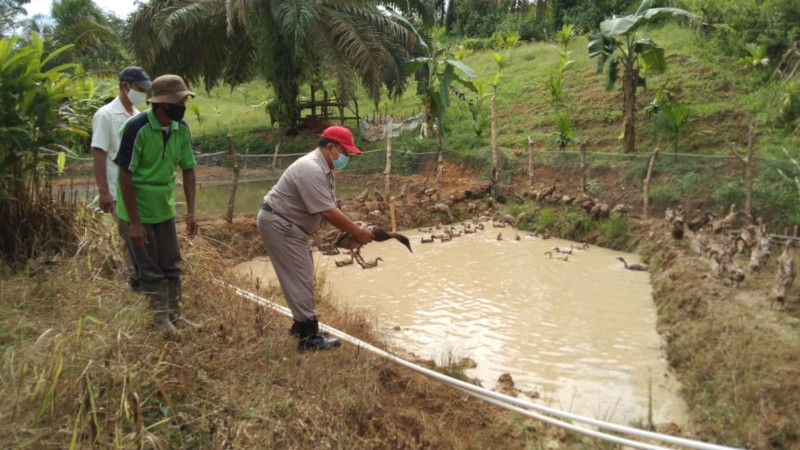 Asian Agri Berdayakan Potensi Ternak Bebek Petelur di Tiga Desa
