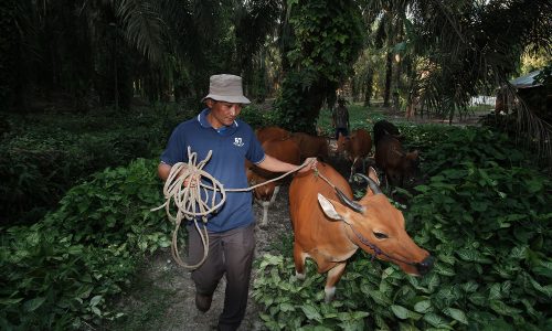 Good-for-community-cows