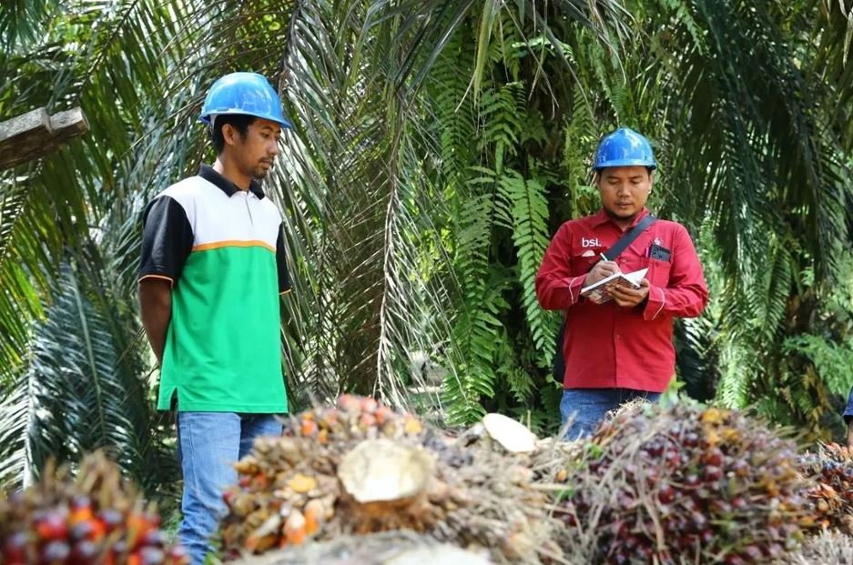 Investasi pada Petani, Cara Asian Agri Merawat Kesinambungan Bisnis Kelapa Sawit