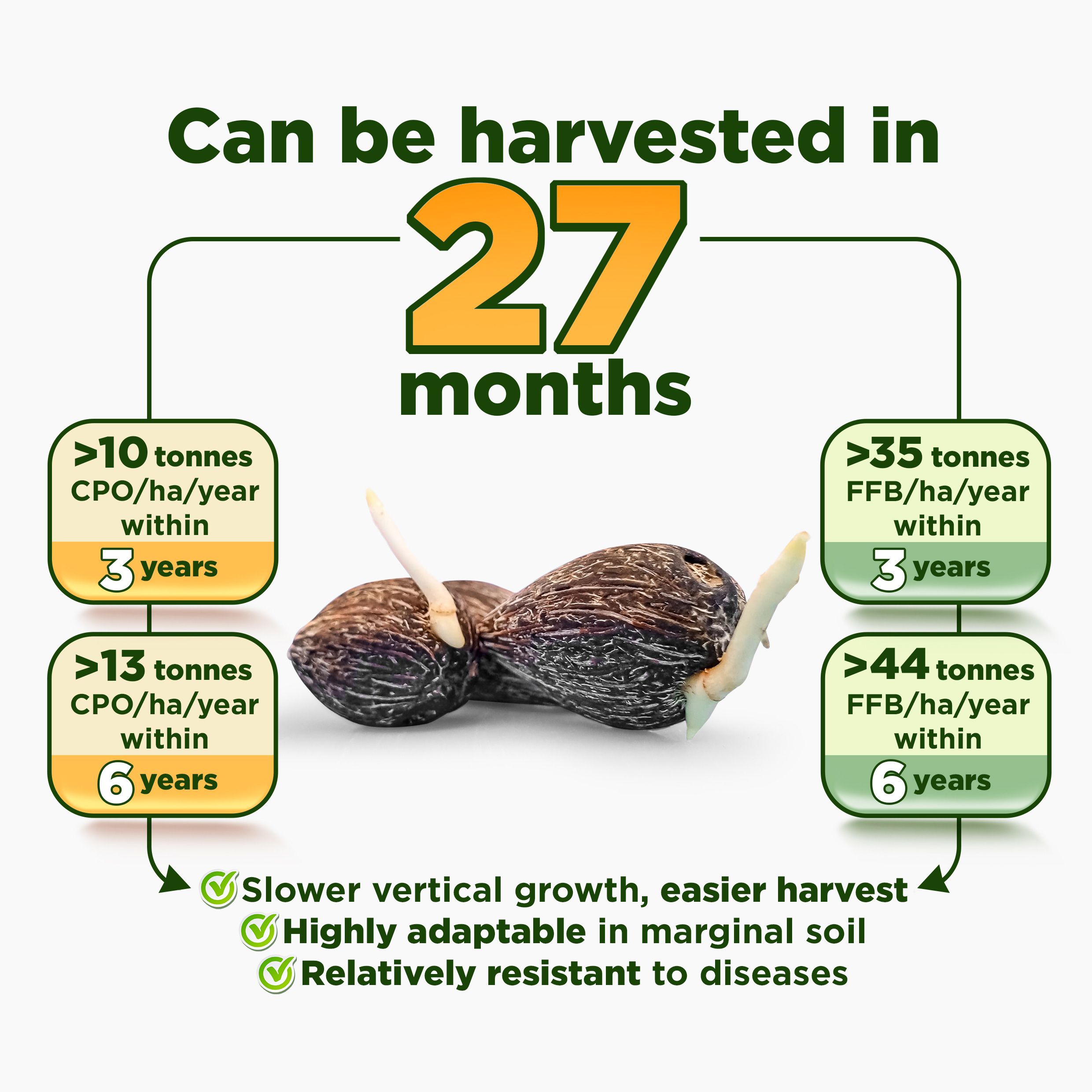 Topaz Oil Palm Seed Benefit