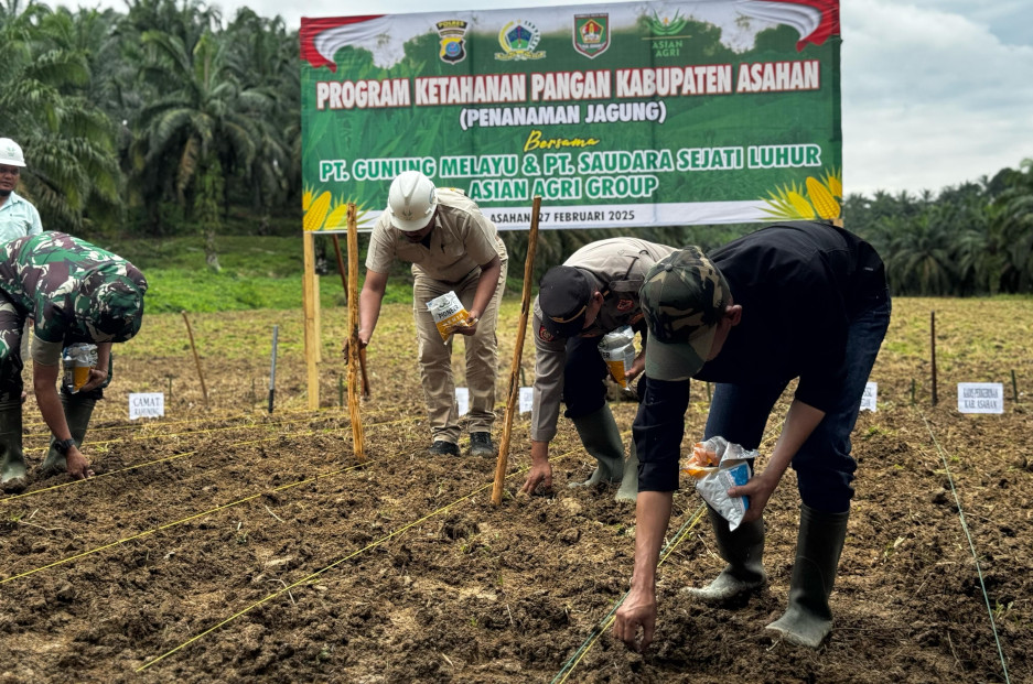 Supporting Food Security, Asian Agri Cultivates Corn in Asahan Regency