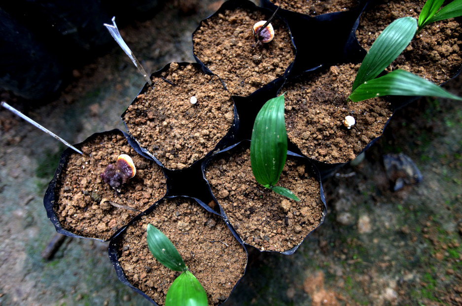 What is ganoderma and how to mitigate the risks